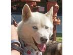 Adopt Niles a White - with Red, Golden, Orange or Chestnut Samoyed / Siberian