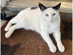 Adopt Mars a Domestic Shorthair / Mixed (short coat) cat in Grants Pass