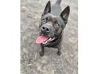 Adopt Tyson - URGENT!!! a Black Spitz (Unknown Type, Medium) / Terrier (Unknown