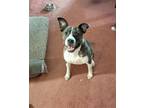 Adopt Cali Flower a Brindle - with White Mixed Breed (Medium) / Mixed dog in