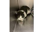 Adopt Sharky a Domestic Shorthair / Mixed cat in Fresno, CA (37747623)