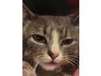 Adopt Bella a Domestic Shorthair / Mixed cat in Fresno, CA (37748647)