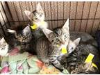 Adopt KITTENS NEED FOSTERS! a Domestic Shorthair / Mixed cat in Charlotte