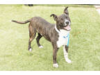 Adopt Zipper a Black Mixed Breed (Medium) / Mixed dog in Kansas City