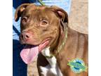 Adopt Mookie a Brown/Chocolate Mixed Breed (Medium) / Mixed dog in Las Cruces