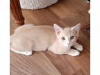 Adopt Honey a Orange or Red (Mostly) American Shorthair / Mixed (short coat) cat