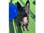 Adopt CIDER a German Shepherd Dog