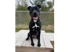 Adopt Banjo a American Pit Bull Terrier / Mixed dog in Hyde Park, NY (37783253)