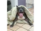 Adopt Sherman a Mixed Breed (Medium) / Mixed dog in Hyde Park, NY (37562305)