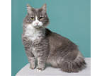 Adopt Annie a Gray or Blue Domestic Mediumhair / Domestic Shorthair / Mixed cat