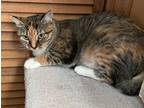 Adopt Luisa a Brown Tabby Domestic Shorthair / Mixed (short coat) cat in