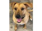 Adopt Barbie a Tan/Yellow/Fawn Labrador Retriever / Mixed dog in Westminster