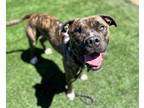 Adopt SPENCER a Black - with White American Pit Bull Terrier / Mixed dog in