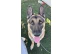 Adopt SLY a Black - with Tan, Yellow or Fawn German Shepherd Dog / Mixed dog in
