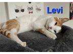 Adopt Levi a Orange or Red Tabby Domestic Shorthair / Mixed cat in Rochester