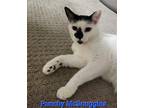 Adopt Punchy McSnuggles a Black & White or Tuxedo Domestic Shorthair / Mixed cat
