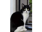 Adopt Buttons a Black & White or Tuxedo Domestic Shorthair / Mixed (short coat)
