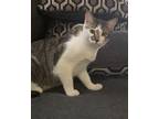 Adopt Smudge a Gray, Blue or Silver Tabby Domestic Shorthair / Mixed (short