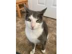 Adopt Holly a Gray, Blue or Silver Tabby Domestic Shorthair / Mixed (short coat)