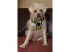 Adopt Cyrus * Photos by Gary Loffler a White - with Tan, Yellow or Fawn Shih Tzu