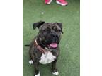 Adopt BERTHA a Pit Bull Terrier, Mixed Breed