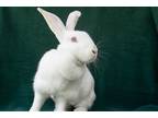 Adopt Rizzo #2 a White Other/Unknown / Mixed (short coat) rabbit in Baton Rouge