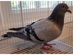 Adopt Dale a Pigeon bird in Grandview, MO (29393499)