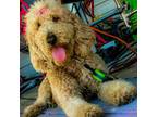 Goldendoodle Puppy for sale in Trenton, NC, USA