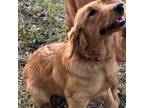 Golden Retriever Puppy for sale in Salinas, CA, USA