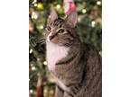 Adopt TOBY a Gray, Blue or Silver Tabby Domestic Mediumhair / Mixed cat in