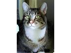 Adopt Gretzky a Brown Tabby Domestic Shorthair / Mixed (short coat) cat in Seal