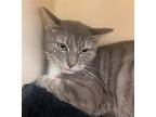 Adopt Mystica a Gray, Blue or Silver Tabby Domestic Shorthair / Mixed (short