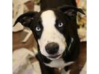 Adopt Blaze TW a Black Australian Cattle Dog / Welsh Corgi / Mixed dog in Salem