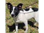 Adopt Chiquita IB* a White - with Tan, Yellow or Fawn Australian Cattle Dog /