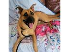 Adopt Bruno Biscuit JuM a Tan/Yellow/Fawn Black Mouth Cur / Boxer / Mixed dog in