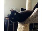 Adopt Harry Winston a All Black Domestic Shorthair (short coat) cat in Virginia