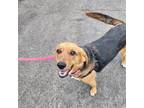 Adopt Gertrude a Foxhound / German Shepherd Dog / Mixed dog in St Helens