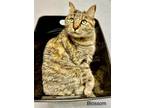 Adopt Blossom a Domestic Mediumhair / Mixed cat in St. George, UT (31391332)