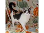 Adopt Salami mommi a Calico or Dilute Calico Domestic Shorthair / Mixed (short