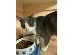 Adopt Asher (Barn Cat) a White (Mostly) Domestic Shorthair cat in Tracy