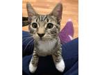 Adopt Socks a Domestic Shorthair cat in Tracy, CA (37704783)