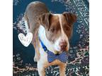 Adopt Echo - loves other dogs! a Brown/Chocolate Mixed Breed (Medium) / Mixed