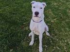 Adopt LUANNE a White Dogo Argentino / Mixed dog in San Clemente, CA (37475269)