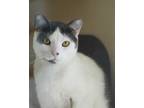 Adopt Toaster a White Domestic Shorthair / Domestic Shorthair / Mixed cat in