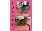 Adopt Popper a Brown Tabby Domestic Shorthair / Mixed (short coat) cat in