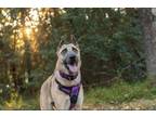 Adopt Sloane a Tan/Yellow/Fawn Shar Pei / Belgian Malinois dog in Raleigh