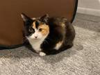 Adopt Nova a Calico or Dilute Calico Domestic Shorthair / Mixed (short coat) cat