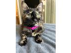 Adopt Bitty Kitty a Domestic Shorthair / Mixed (short coat) cat in Cincinnati