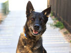 Adopt ROCKY a Brown/Chocolate German Shepherd Dog / Mixed dog in Brighton