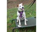 Adopt Constance a Jack Russell Terrier
